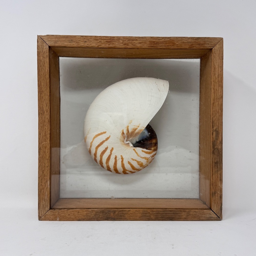 Vintage Nautilus Shell Shadow Box Coastal Wall Display Natural Specimen 10x10